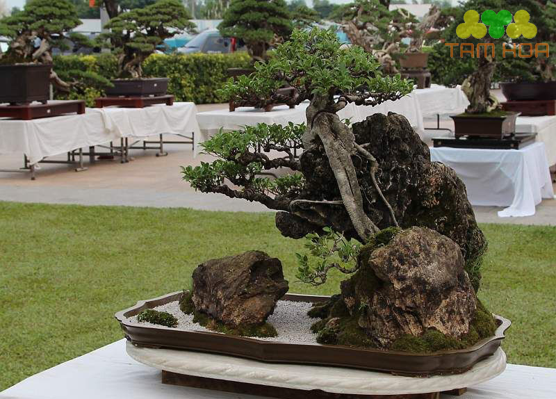 Hòn non bộ đơn giản thế đá đẹp
