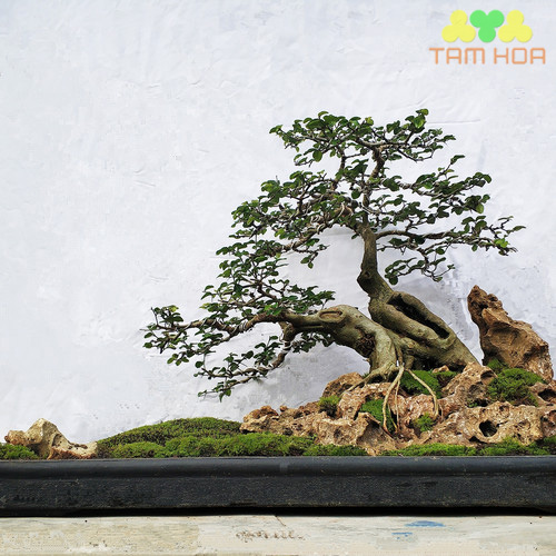 Hòn non bộ đơn giản trưng bày sân vườn