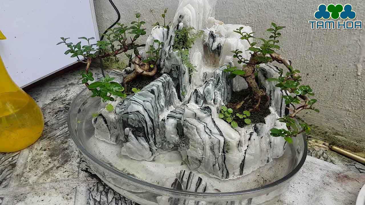 Hòn non bộ mini cho người mới bắt đầu