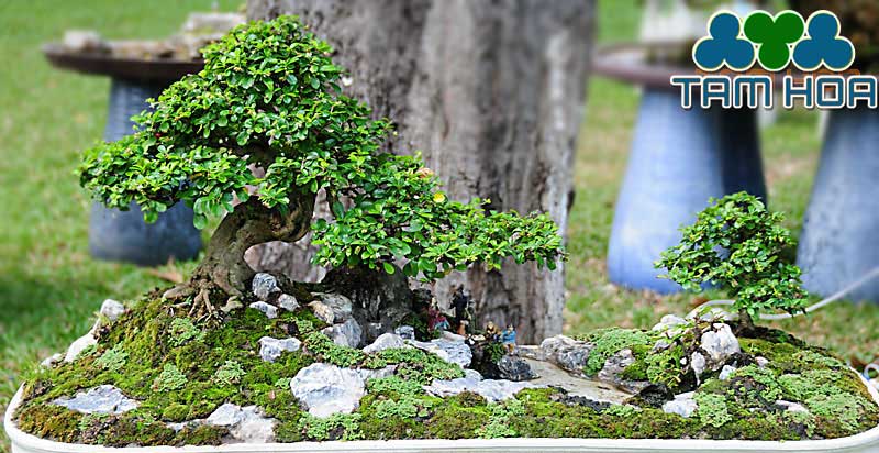 Hòn non bộ mini để bàn