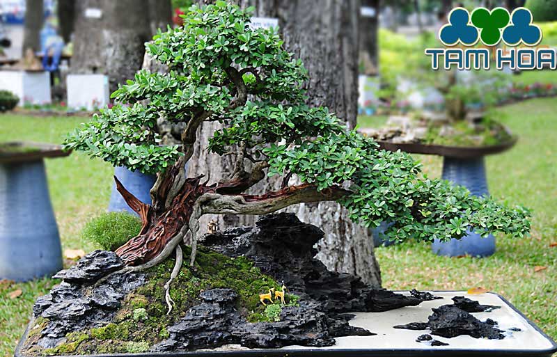 Hòn non bộ mini thế đẹp