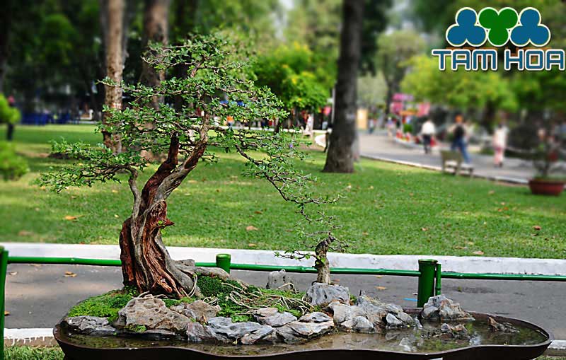 hòn non bộ mini thế chuẩn
