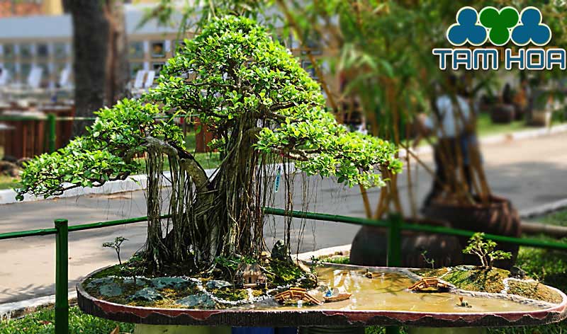 Hòn non bộ mini cây cổ thụ