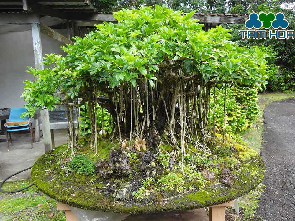 Hòn non bộ mini trồng cây cổ thụ