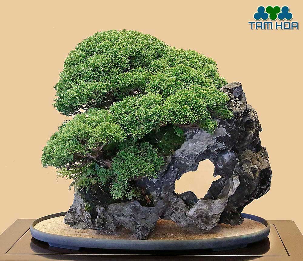 Hòn non bộ mini trồng cây tùng
