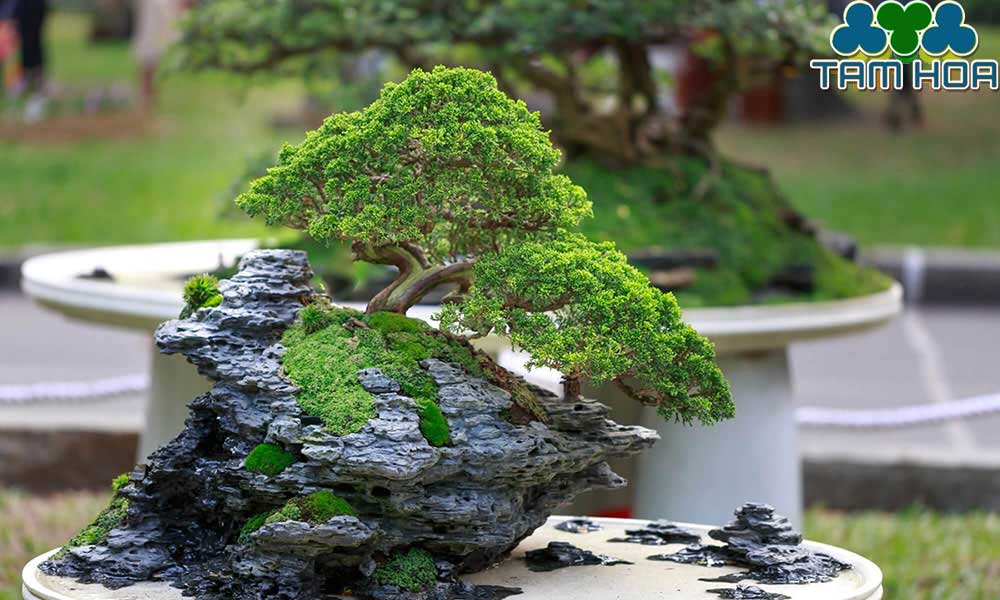 Hòn non bộ mini thế cây đẹp nhất