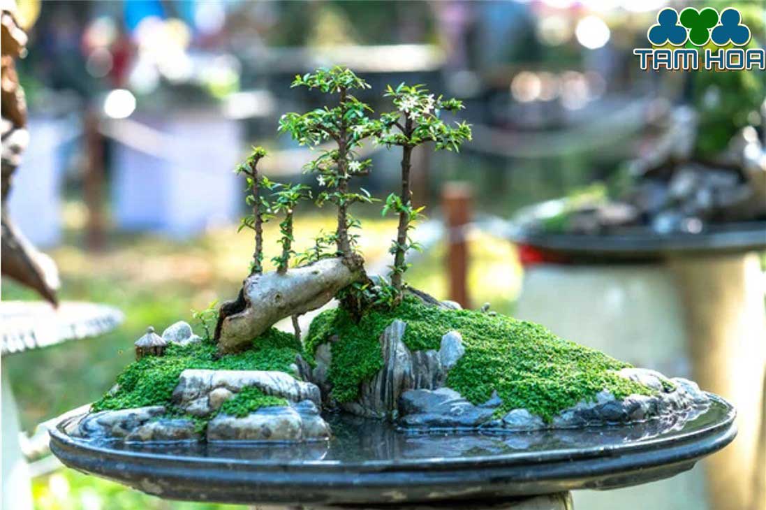 Hòn non bộ mini để bàn trà