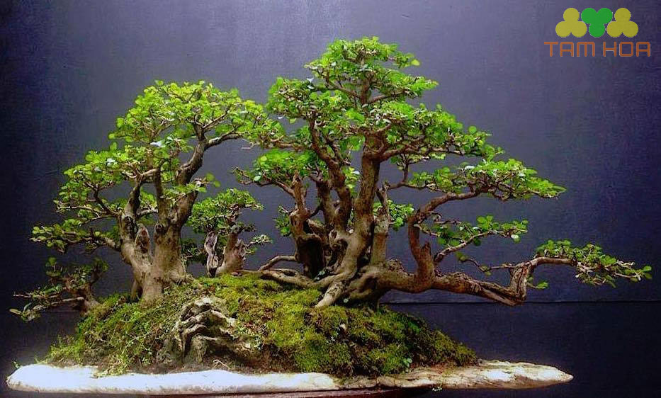 Mẫu hòn non bộ ngoài trời tối giản
