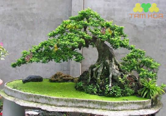 Mẫu hòn non bộ ngoài trời xanh