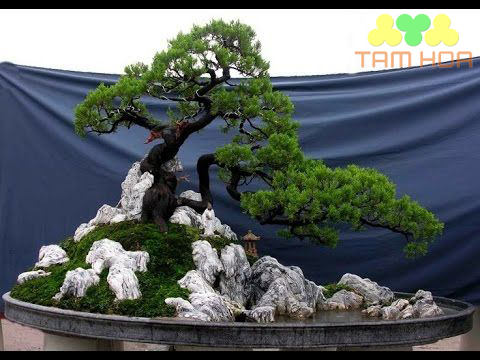 Mẫu hòn non bộ ngoài trời tối giản đẹp