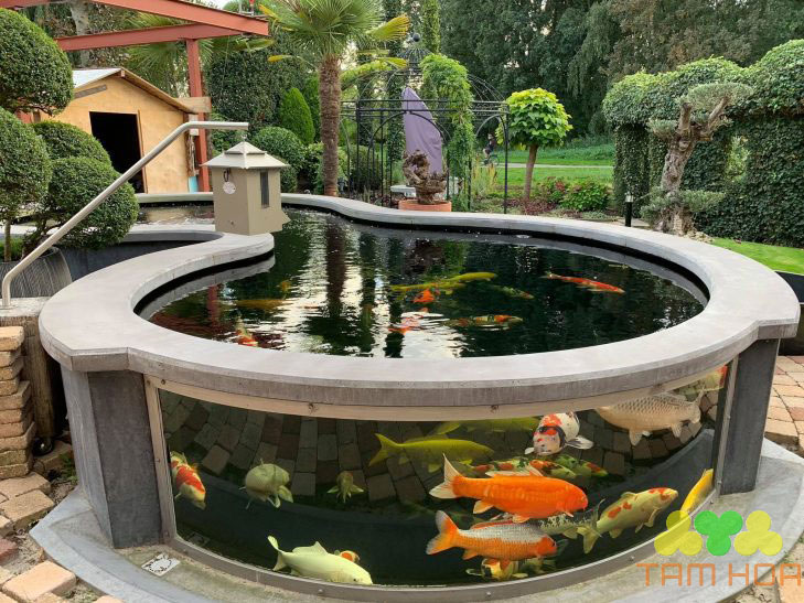 Việc lắp đặt bể cá Koi bằng kính dễ dàng, chi phí thấp