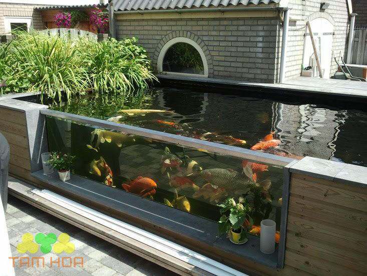 Hồ cá Koi bằng kính trở thành xu hướng hàng đầu