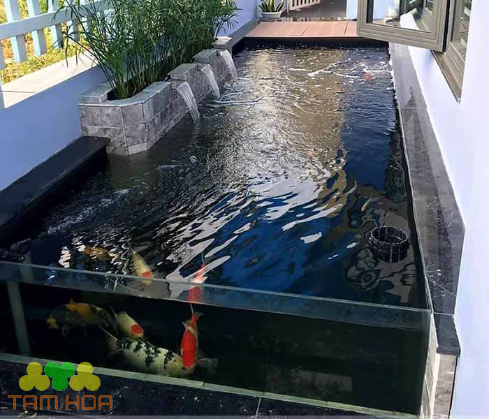 Loại kính thích hợp dùng cho hồ cá Koi