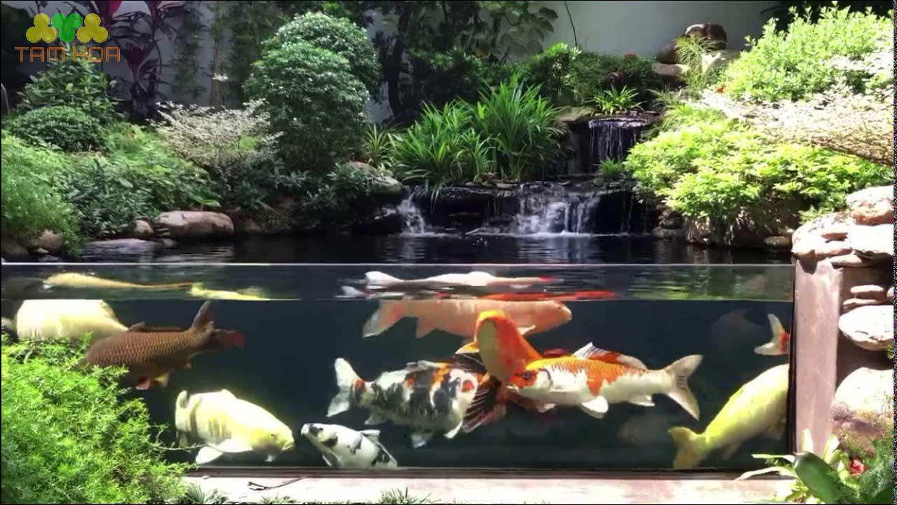Các bước thi công hồ cá Koi kính
