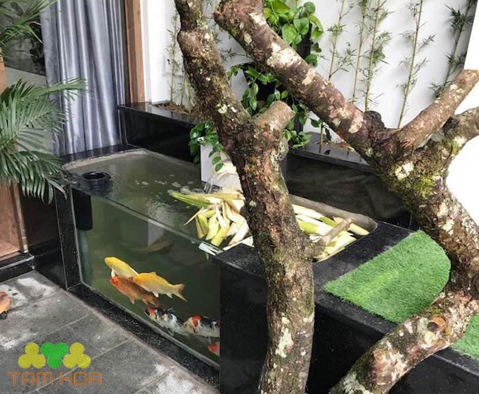 Hồ cá Koi bằng kính kích thước nhỏ