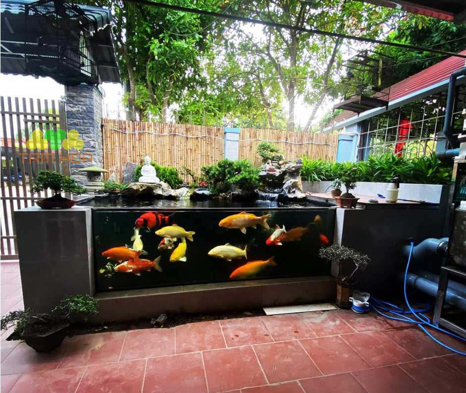 Hồ cá Koi bằng kính trang trí sân vườn