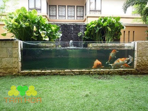 Hồ cá Koi bằng kính tối giản