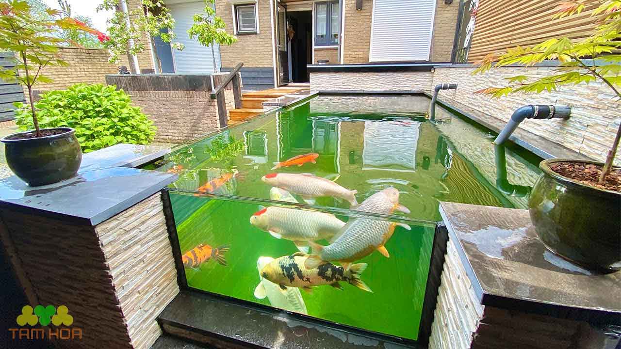 Hồ cá Koi bằng kính đẹp