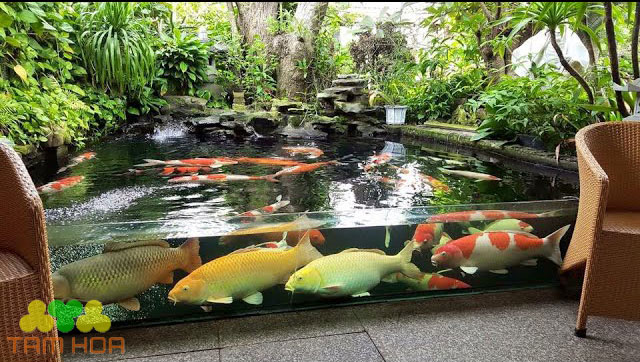 Hồ cá Koi bằng kính quán cafe