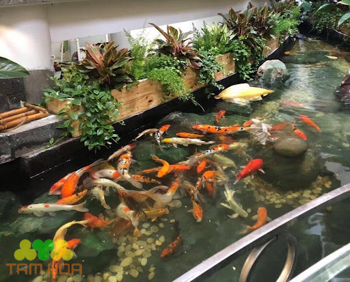 Hồ cá Koi trong nhà kết hợp trồng cây xanh