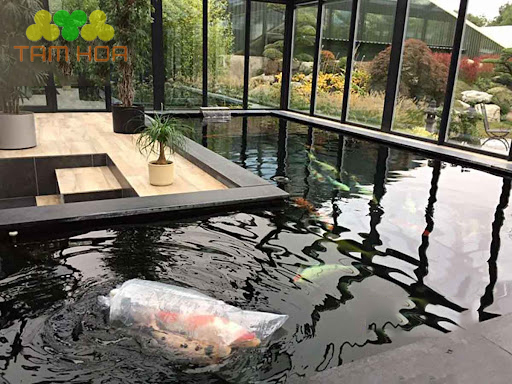 Hồ cá Koi trong nhà tạo không gian nghỉ ngơi