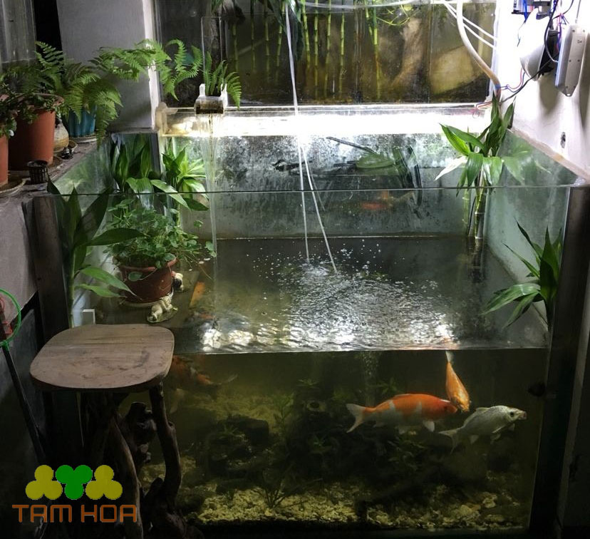 Hồ cá Koi trong nhà thiết kế đơn giản