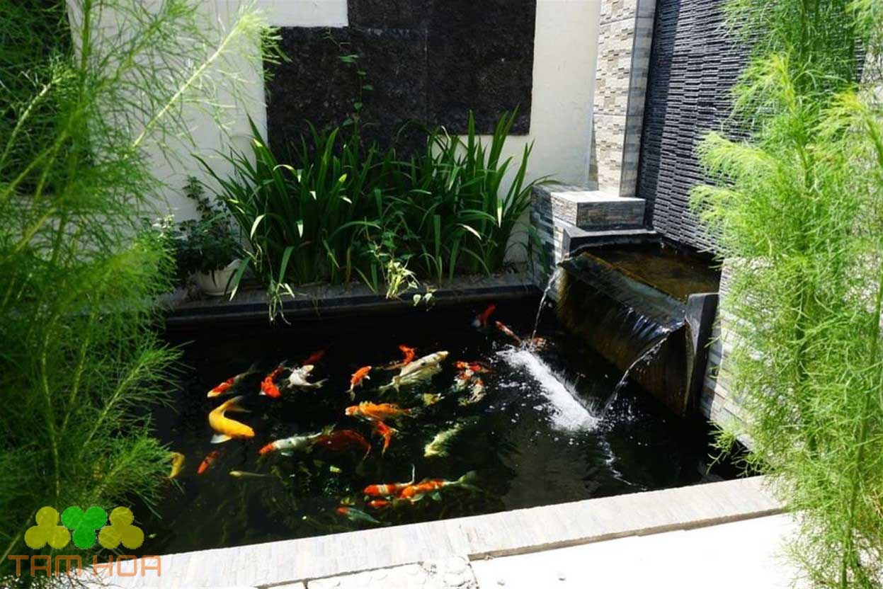 Hồ cá Koi trong nhà thiết kế ưa chuộng nhất