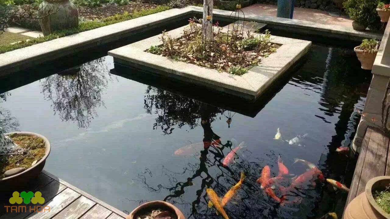 Hồ cá Koi dần trở thành lựa chọn hàng đầu trong không gian sân vườn hiện đại