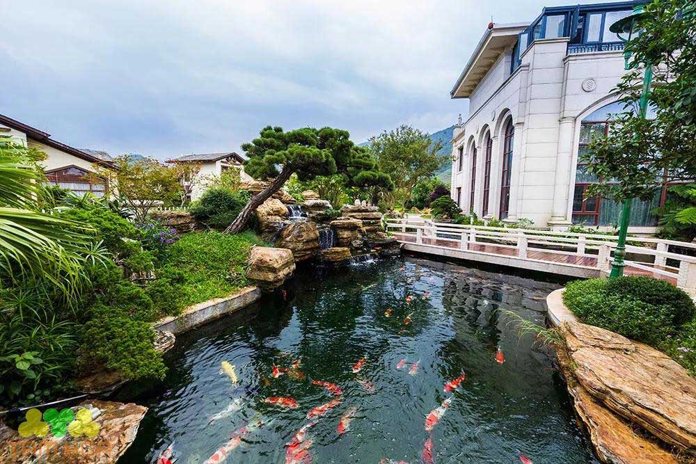Hồ cá Koi sân vườn phong cách ấn tượng, độc đáo