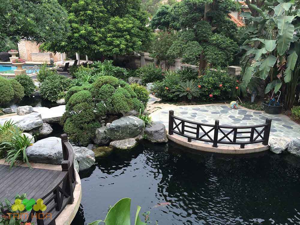 Lựa chọn giống cá Koi khỏe mạnh, màu sắc rực rỡ