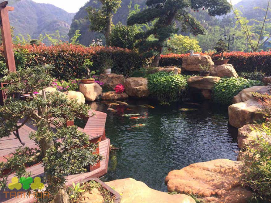 Tam Hoa - đơn vị thi công hồ cá Koi sân vườn uy tín