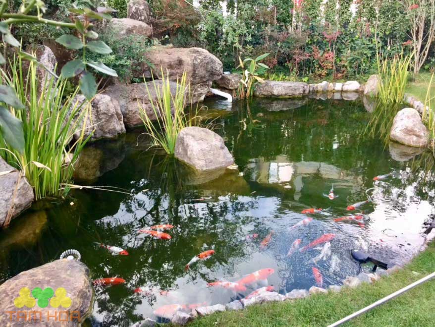 Hồ cá Koi sân vườn kết hợp trồng các loại cây xanh