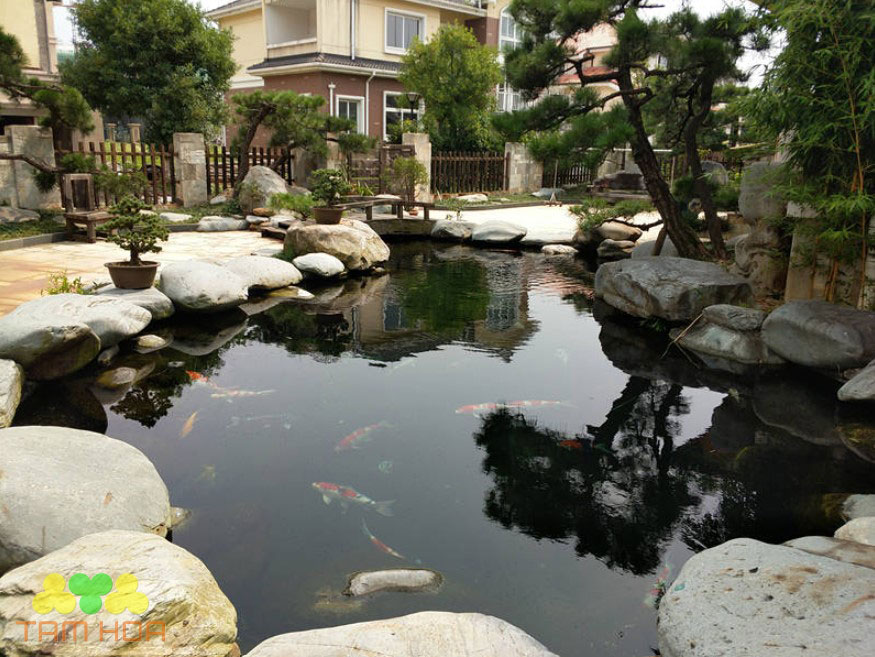 Mẫu hồ cá Koi sân vườn chi phí vừa