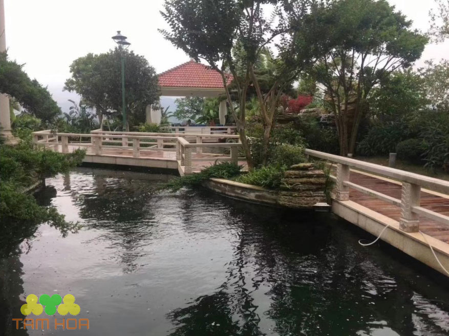 Chi phí thi công hồ cá Koi dao động 5- 10 triệu đồng trở lên