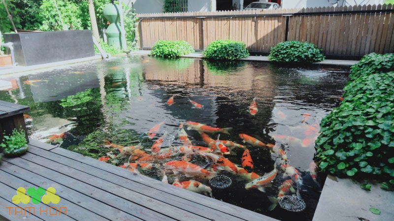 Hệ thống xử lý nước được xem là quan trọng nhất trong hồ cá Koi