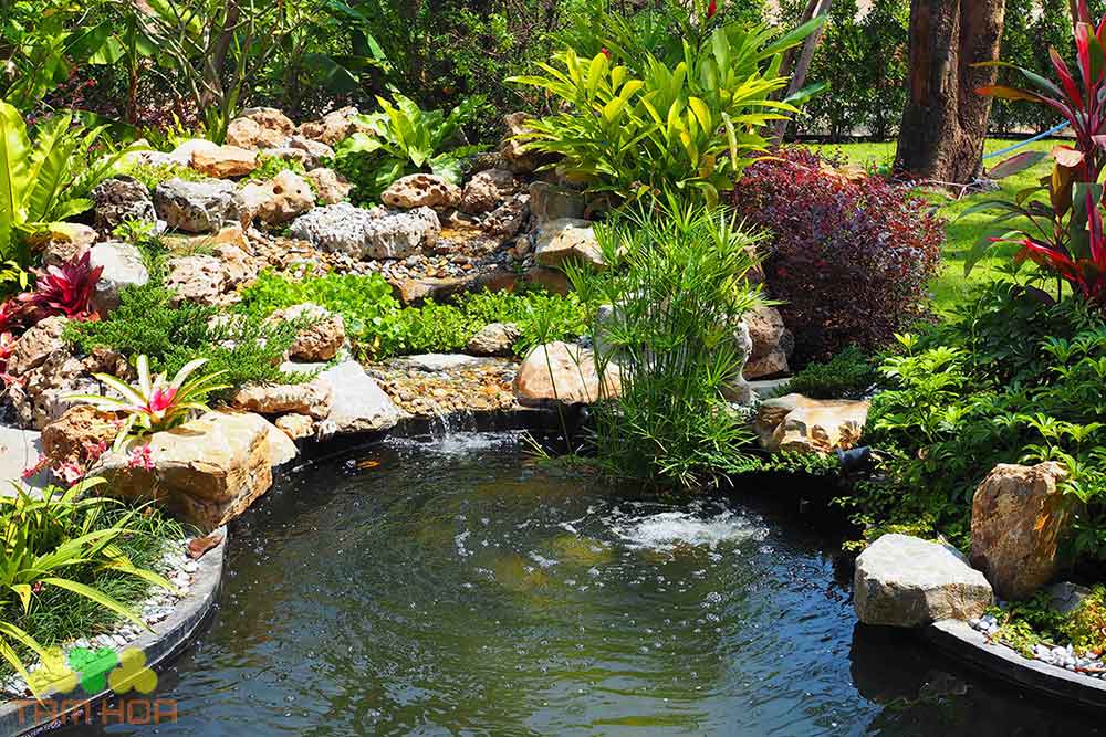 Hồ cá Koi sân vườn kết hợp thác nước, cây xanh