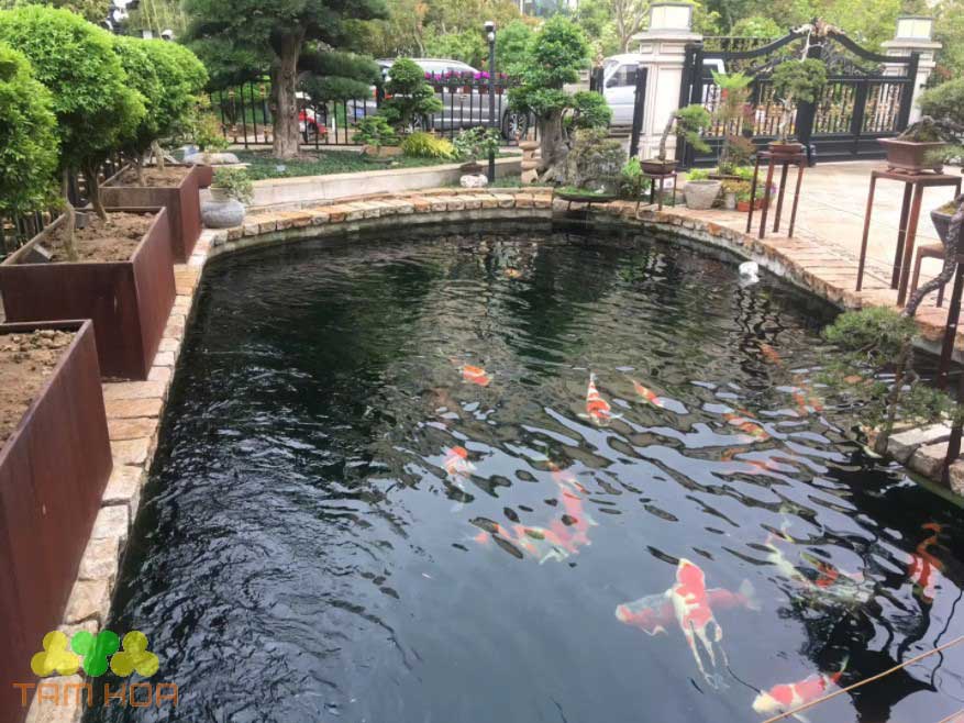 Hồ cá Koi sân vườn tạo không khí trong lành