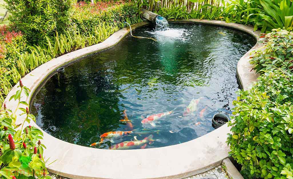 Hồ cá Koi sân vườn điều hòa nhiệt độ