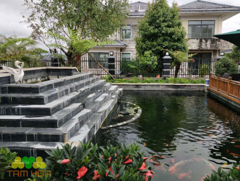 Hồ cá Koi sân vườn tạo quanh cảnh đẹp