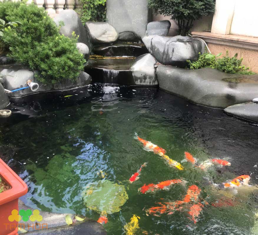 Hồ cá Koi sân vườn tiếng nước chảy thư giãn