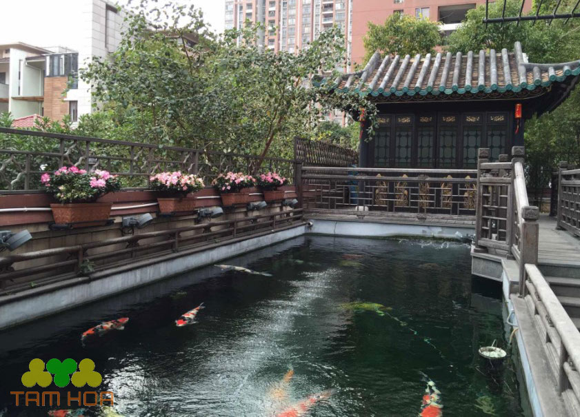 Hồ cá Koi sân vườn tạo cảnh quan đẹp
