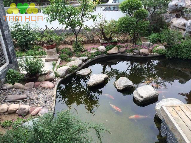 Hồ cá Koi sân vườn tạo không khí mát mẻ