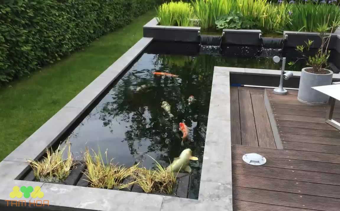 Hồ cá Koi sân vườn thiết kế độc đáo