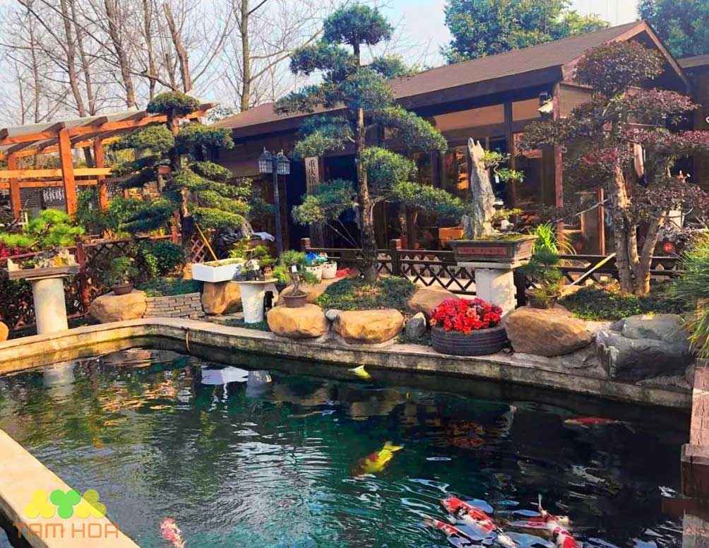 Hồ cá Koi sân vườn thiết kế độc lạ