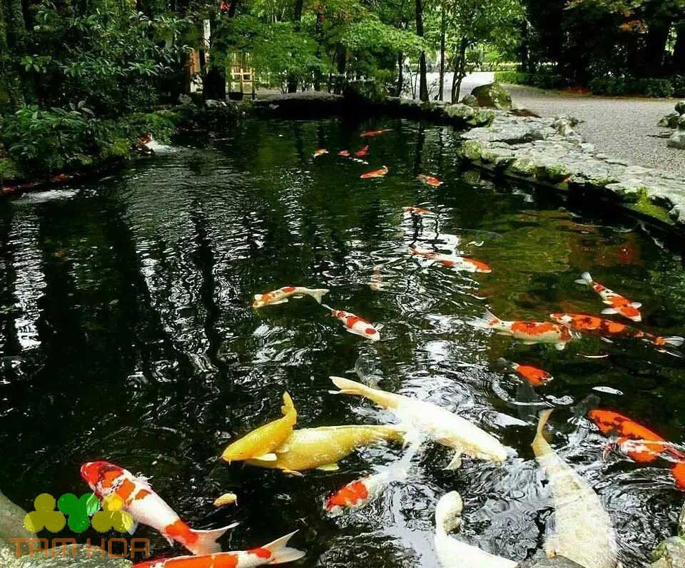 Hồ cá Koi sân vườn tạo cảm giác thư giãn
