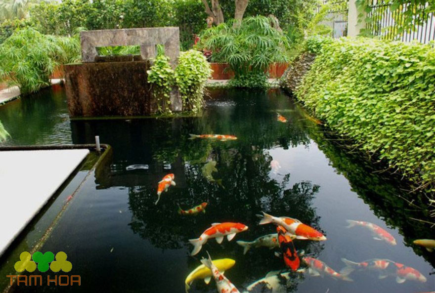 Hồ cá Koi sân vườn mang lại tài lộc gia chủ