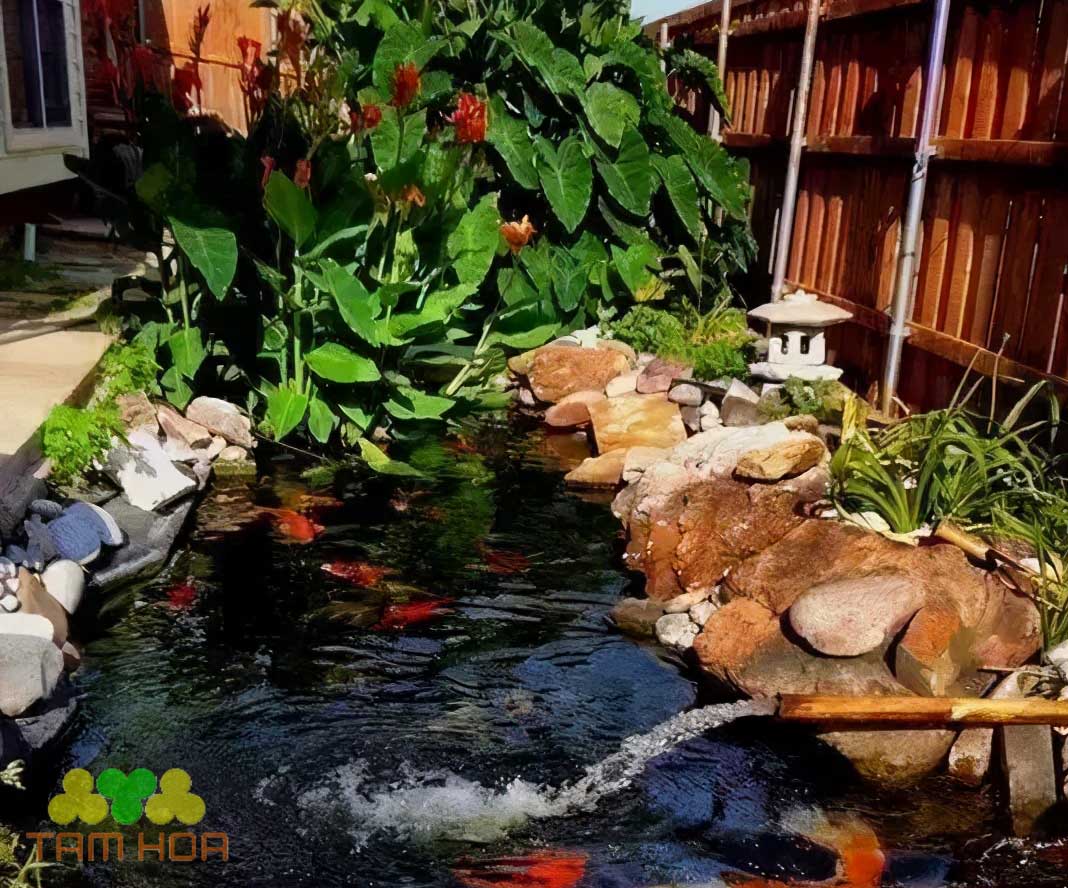 Hồ cá Koi sân vườn thiết kế tối giản, chi phí thấp