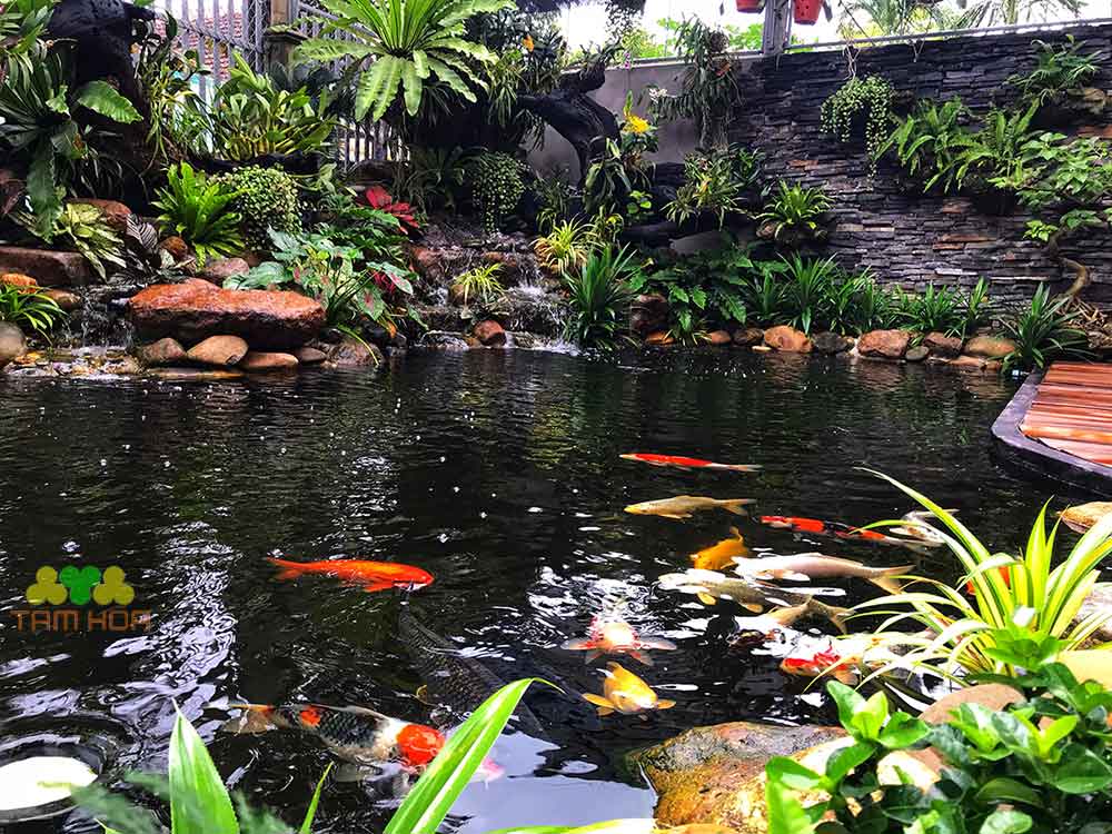 Không gian lý tưởng cho cá Koi sinh trưởng và phát triển
