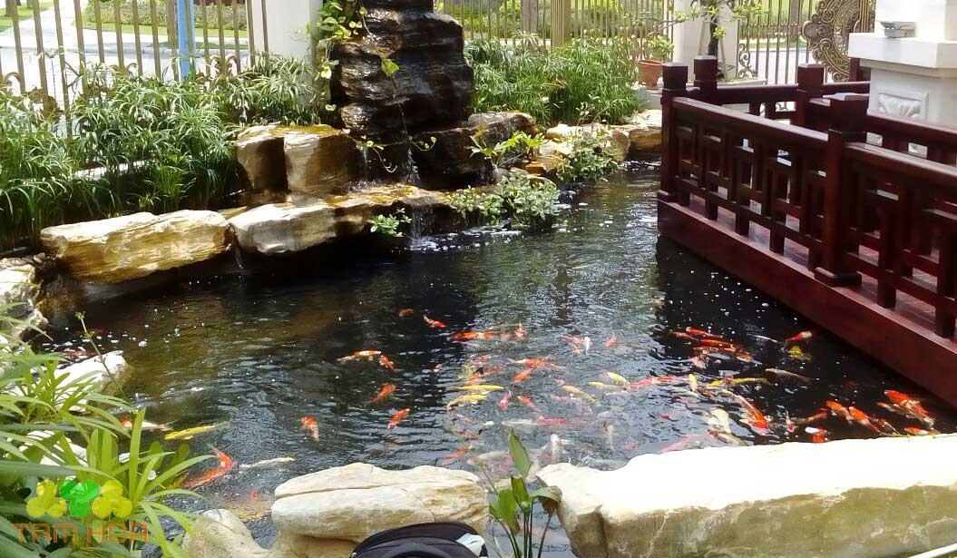 Thiết kế hồ cá Koi đảm bảo yếu tố phong thủy