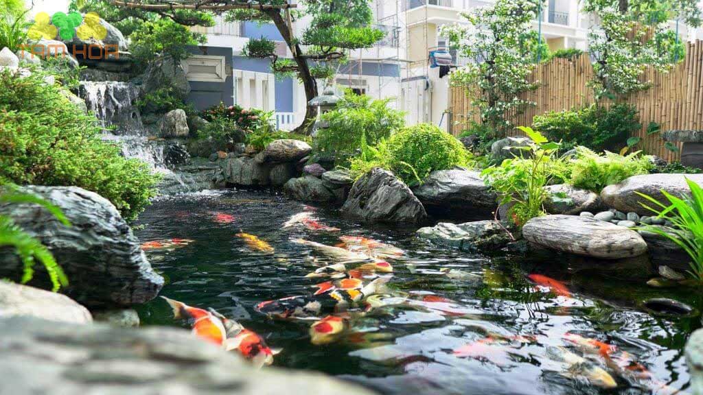 Tam Hoa - đơn vị thi công hồ cá Koi uy tín, chuyên nghiệp